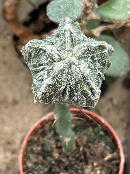 Astrophytum myriostigma 'Fukuryu'