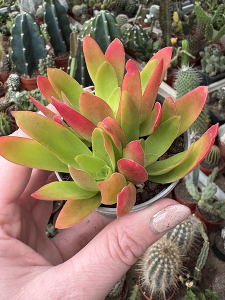 Crassula Americana cv.Flame