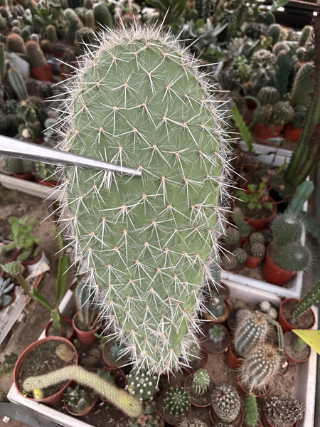 Opuntia durangensis (Durango Giant Prickly Pear)
