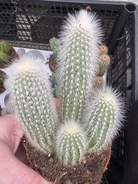 Cleistocactus strausii