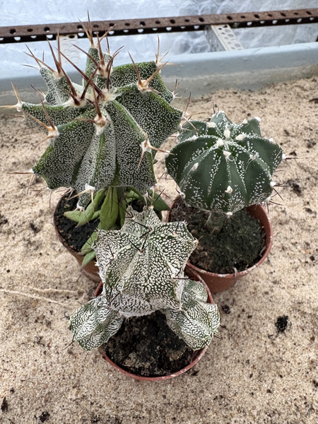 Set of 3 different Astrophytum  MUTANTS