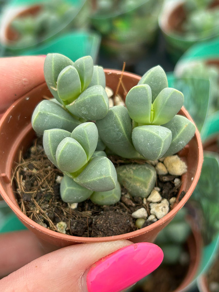 Delosperma lehmannii