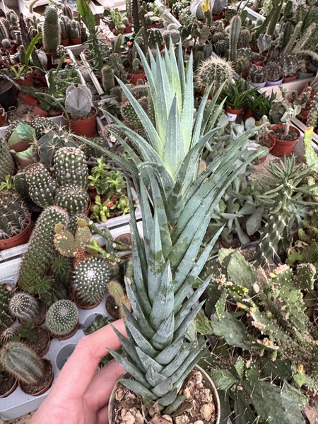 Haworthia glauca