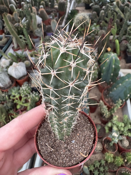Echinocereus fendleri