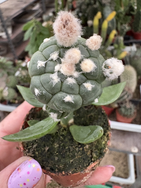 Astrophytum asterias 'Turtle'