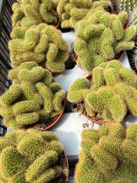 Hildewintera aureispina 'Cristata'