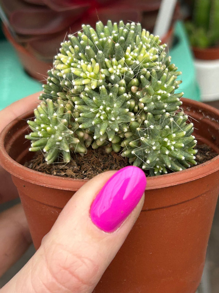 Mammillaria painteri 'Monstruosa'