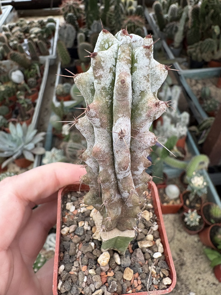 Lemaireocereus beneckei