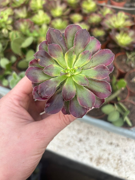 Aeonium cv. 'Mardi Gras'