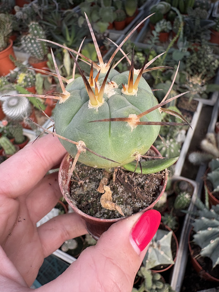 Gymnocalycium armatum