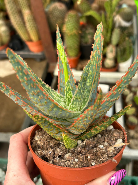 Aloes cv. 'Dannyz'