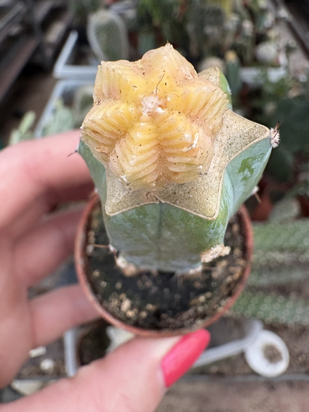 Aztekium valdezii 'Variegata'