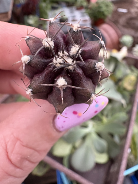 Gymnocalycium mihanovichii SPECJALNY KOLOR