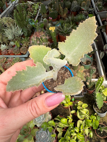 Kalanchoe beharensis