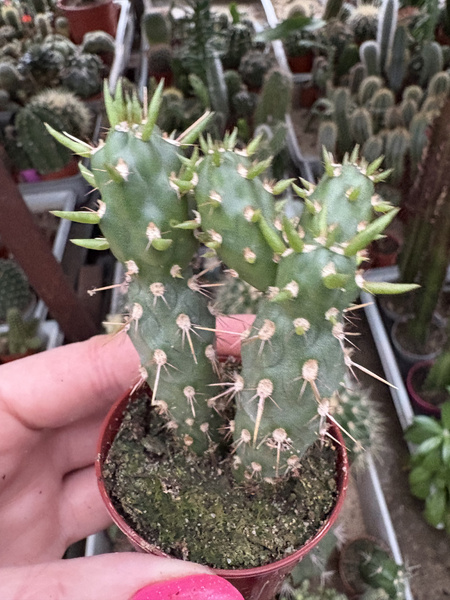 Opuntia fulgida