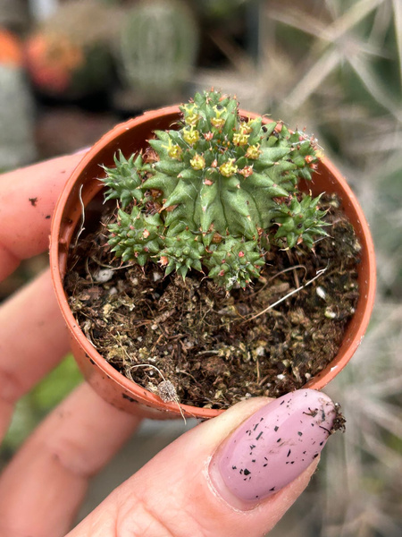 Euphorbia susannae