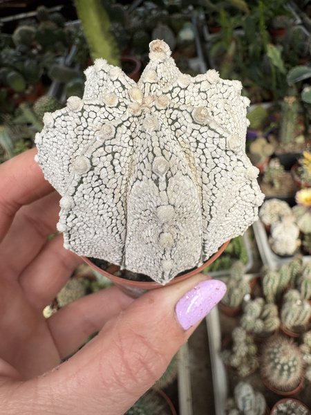 Astrophytum coahuilense 'Supercoahuilense' siewka