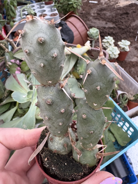 Tephrocactus articulatus var. oligacanthus