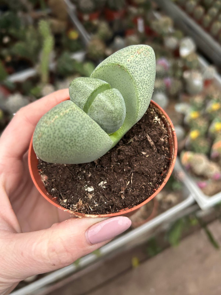 Pleiospilos nelii