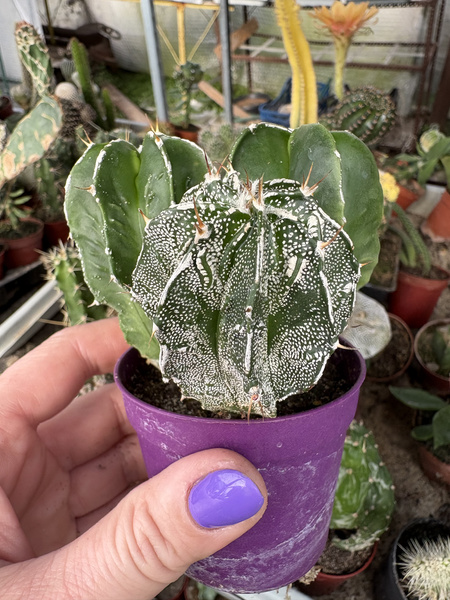 Astrophytum ornatum x 3 hybrid
