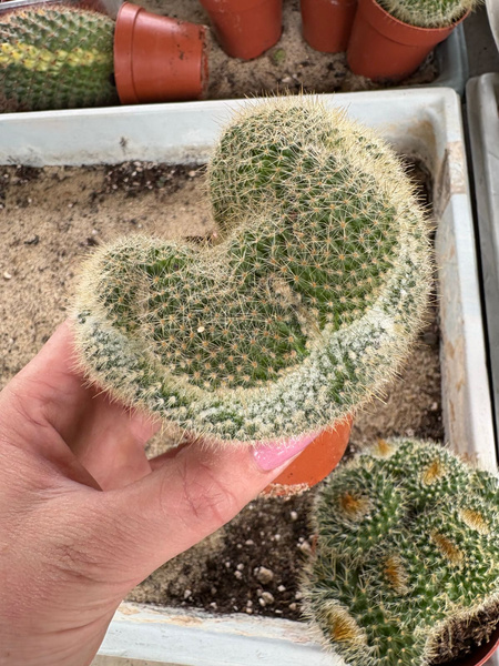 Parodia chrysacanthion 'Cristata'