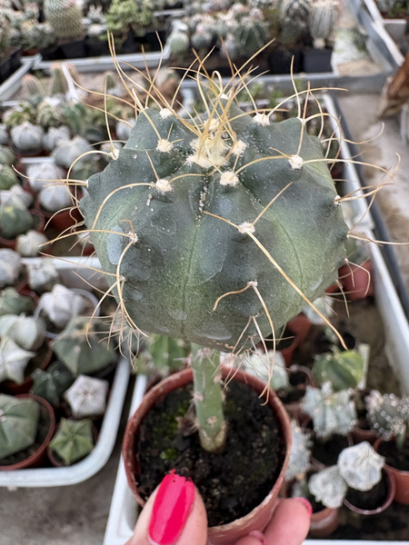Echinocereus knippelianus v.rayesii