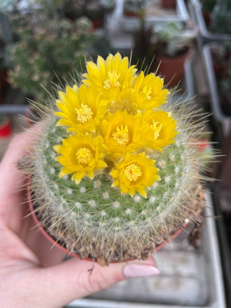 Parodia chrysacanthion