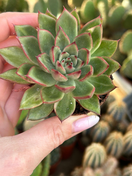 Echeveria agavoides 'Variegata'