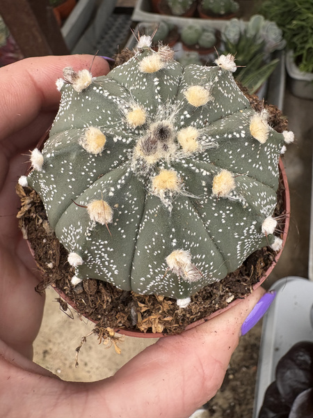 Astrophytum asterias hybr. kaktus piaskowy - kaktus jeżowca - kaktus gwiaździsty - pejotl gwiaździsty