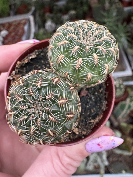 Sulcorebutia elizabethae