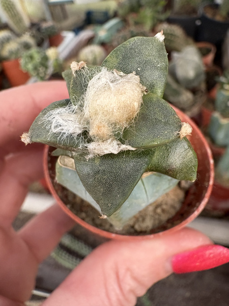 Ariocarpus scapharostroides