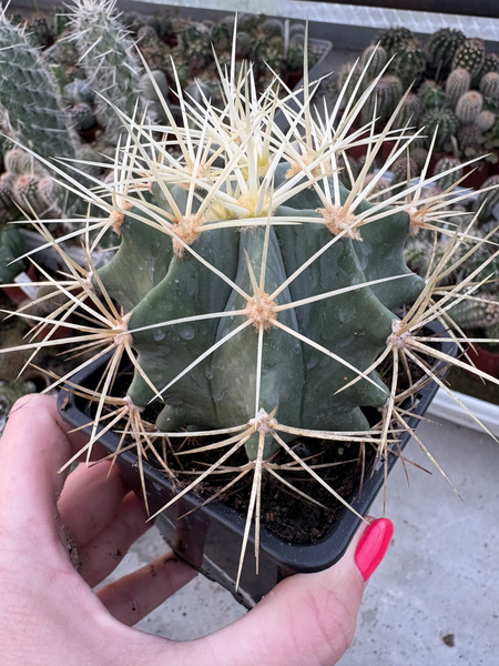 Ferocactus glaucescens