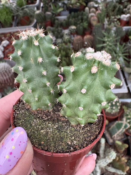 Echinocereus triglochidiatus v.mojavensis 'Inermis'