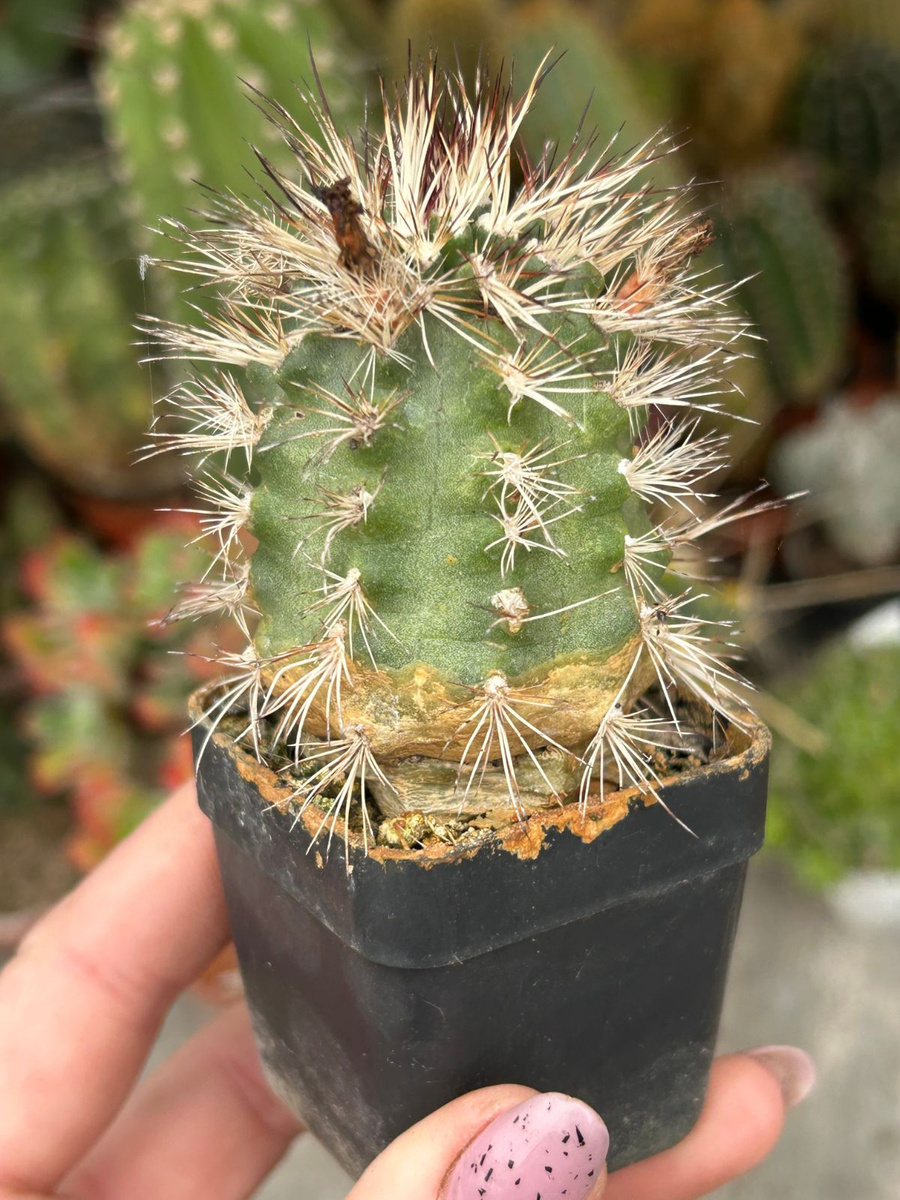 Echinocereus davisii | Cactuses \ Echinocereus Frost-resistant ...