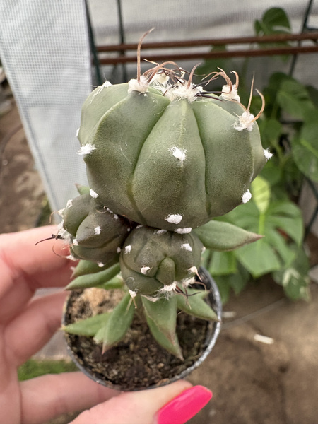 Astrophytum mutihybrid