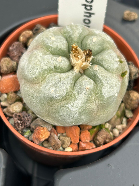 Lophophora diffusa 'Rio Blanco'