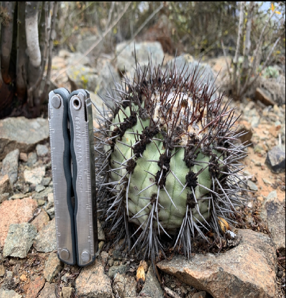 20 nasion Copiapoa montana ORIGINAL Antofagasta