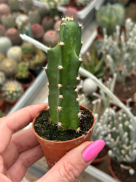 Acanthocereus tetragonus