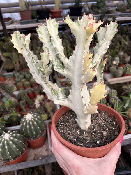 Euphorbia lactea 'White Ghost'