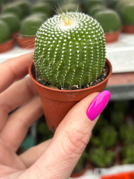 Echinocactus leninghausii 'Inermis'