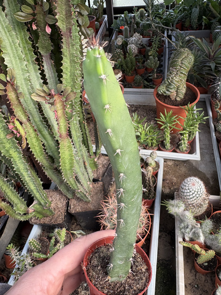 Eriocereus pomanensis