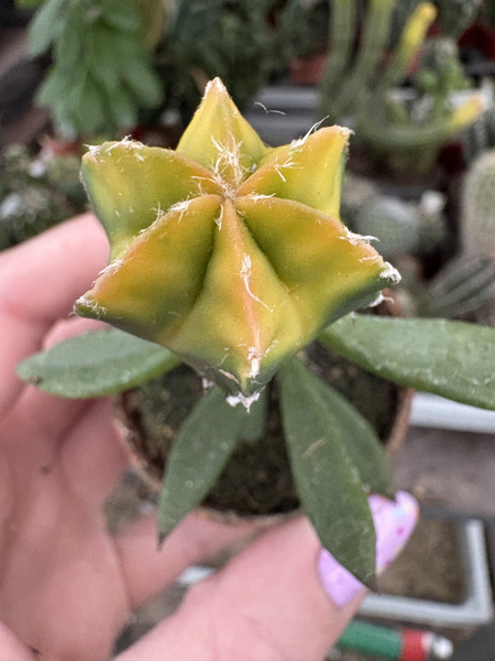 Astrophytum myriostigma 'Nuda Variegata'
