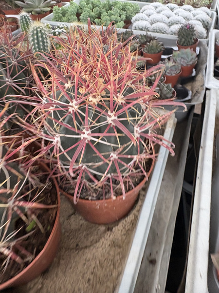 Ferocactus horridus