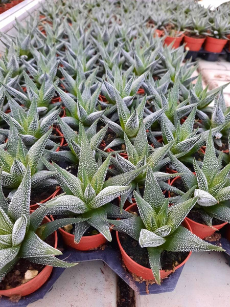 Haworthia attenauta
