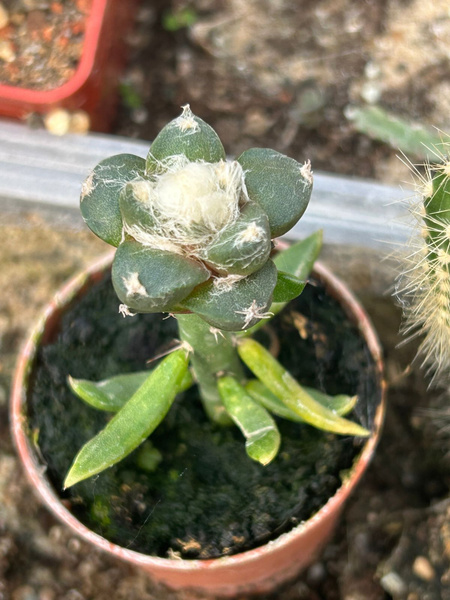 Ariocarpus trigonus v. confusus RIO PABLITO