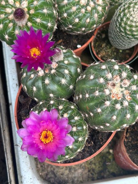 Notocactus uebelmannianus
