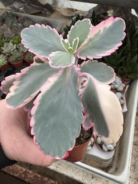 Kalanchoe fedtschenkoi 'Variegata'