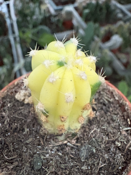 Echinopsis subdenudata 'Variegata'
