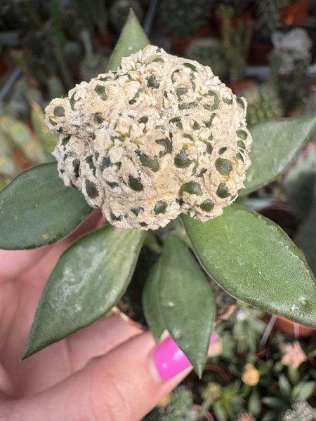 Astrophytum asterias 'Hanazono Prolifera'