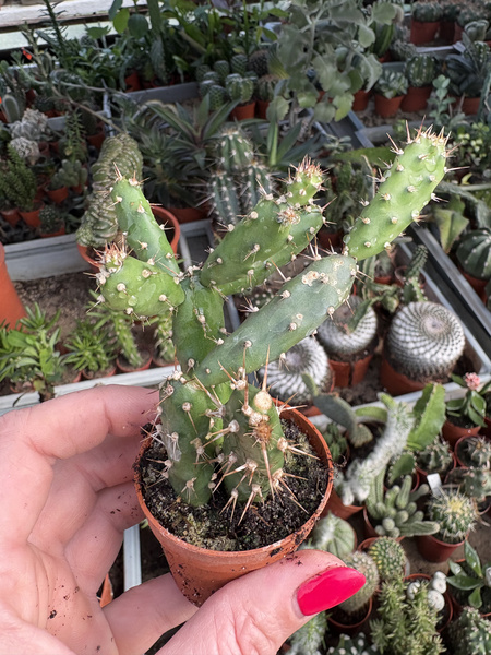 Opuntia anacantha